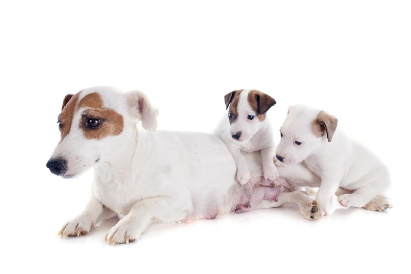 CH. Echalote de la Haute Chaumiane