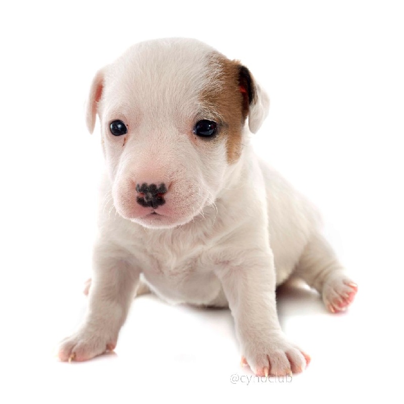 chiots Gaïa x Iztérik 2015